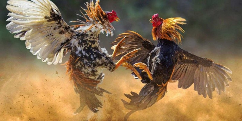 Cá cược đá gà cực đã